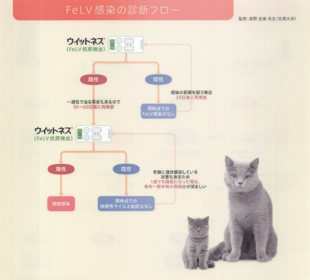 FeLV診断フォロー