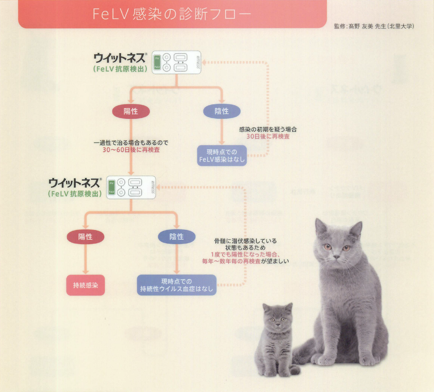 猫白血病ウイルス感染症 Felv 壱岐動物病院