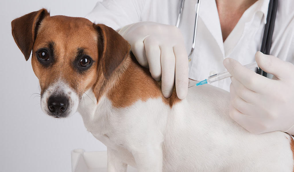 犬混合ワクチン - 壱岐動物病院