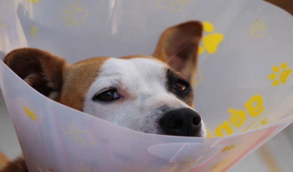 結膜炎 結膜浮腫 犬編 壱岐動物病院