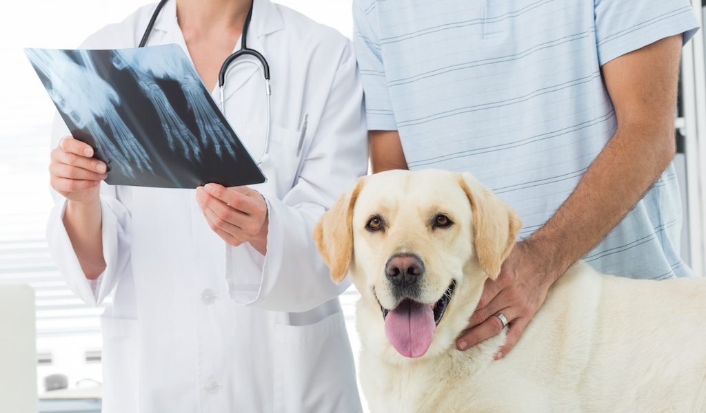 大規模セール 犬と猫のベーシック画像診断学 腹部編 健康