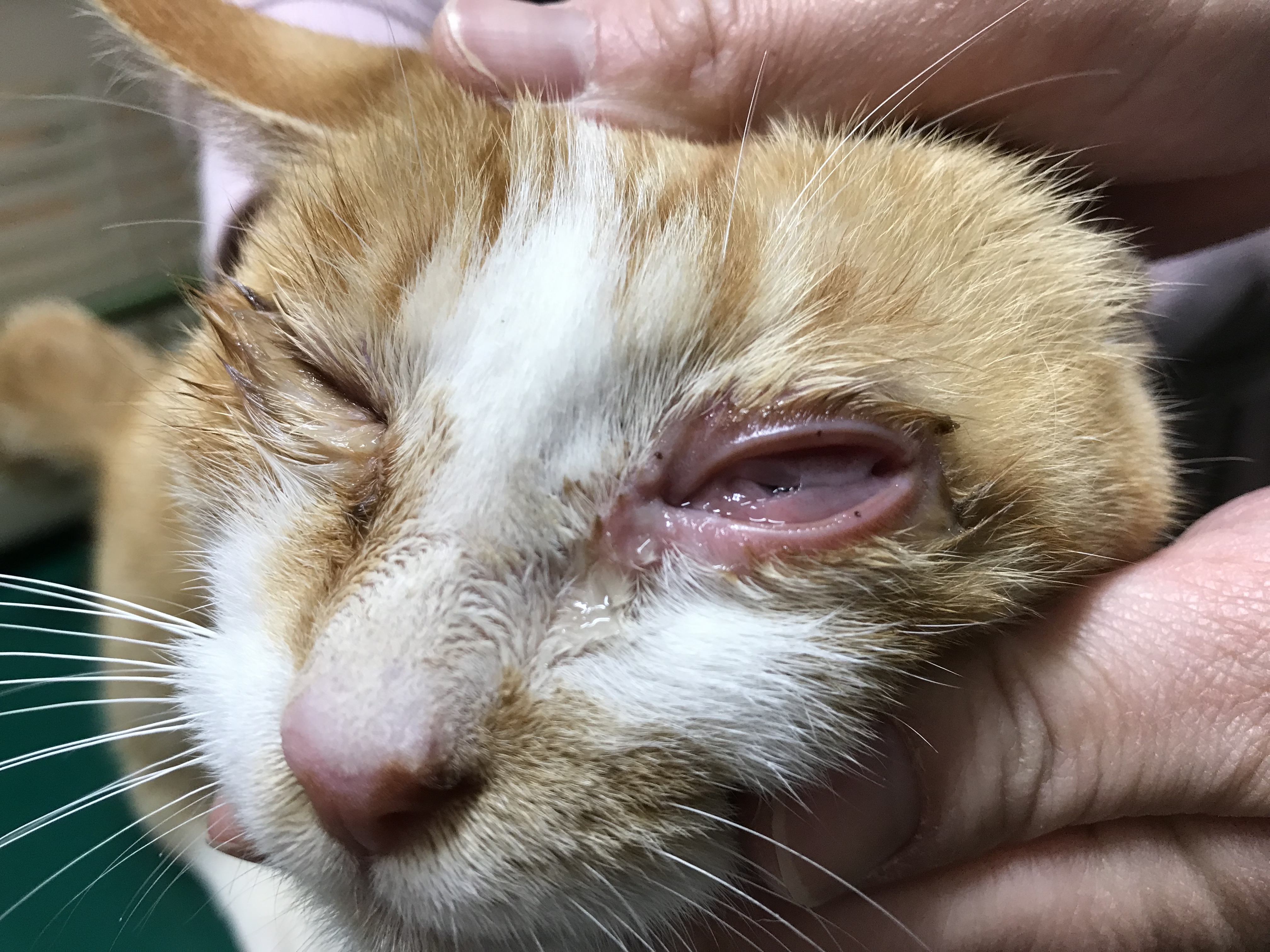 結膜炎 結膜浮腫 猫編 壱岐動物病院