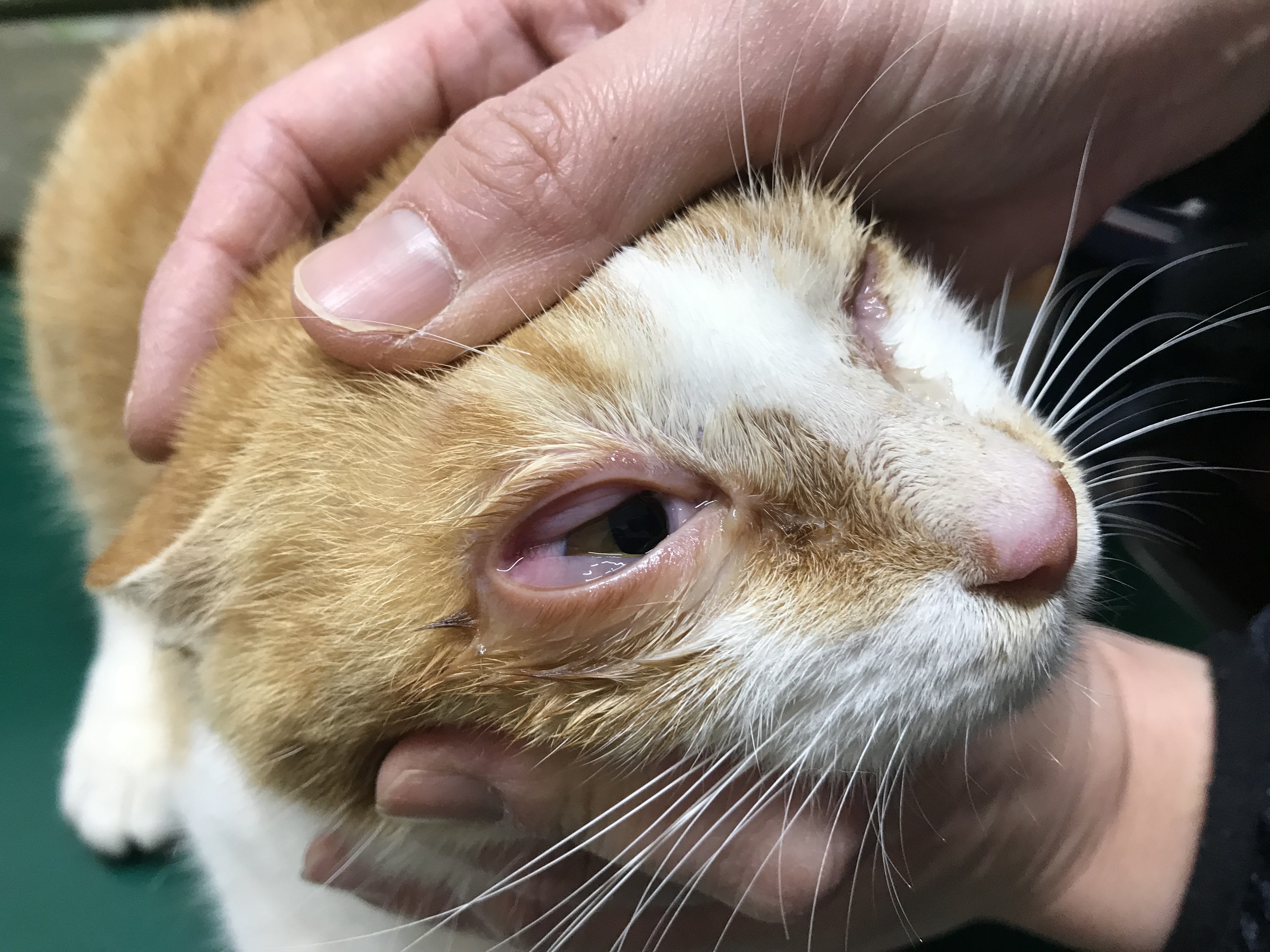 結膜炎 結膜浮腫 猫編 壱岐動物病院