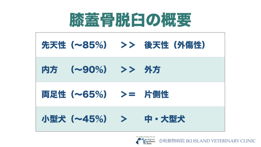 パテラの概要
