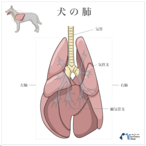 犬の肺