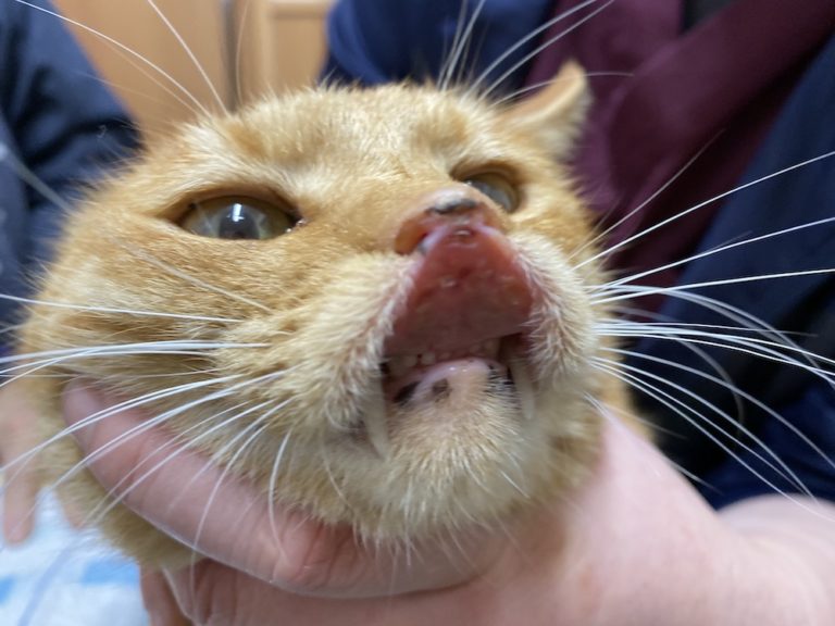 猫好酸球性肉芽腫群 壱岐動物病院 猫好酸球性肉芽腫群 壱岐動物病院